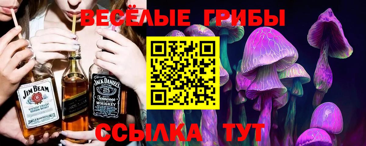 Псилоцибиновые грибы Psilocybine cubensis Петрозаводск